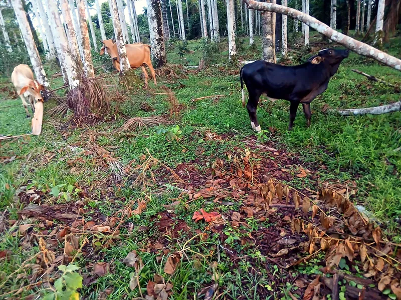 Criação à sombra do açaizal