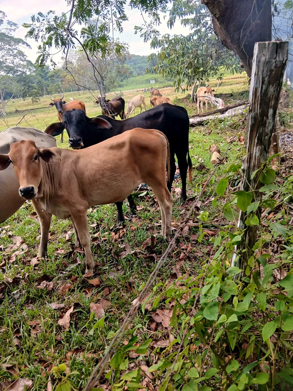 Girolando no piquete