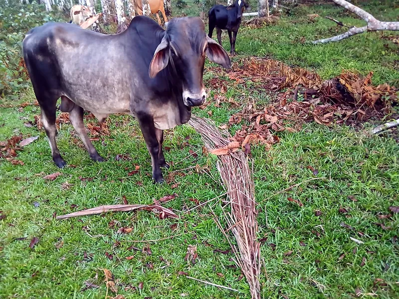 Lote L-11, Nelore x Zebu