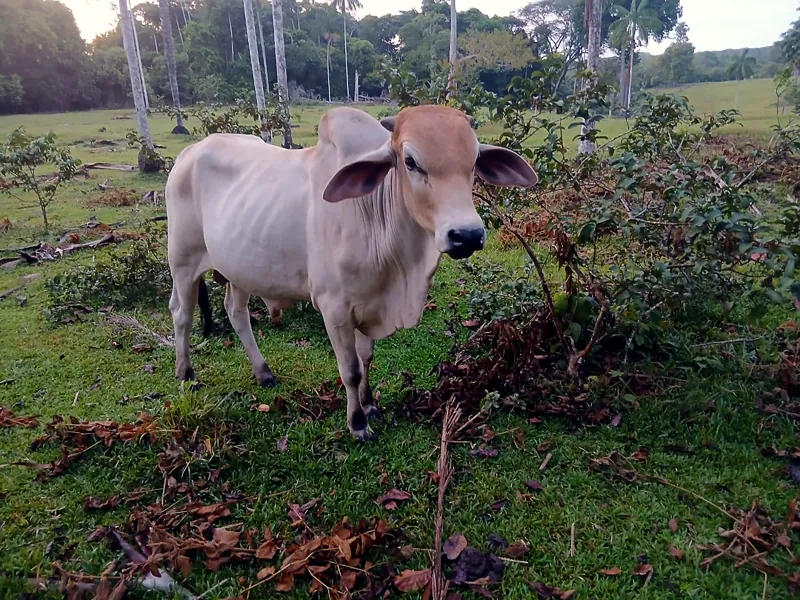 Nelore x Zebu no pasto 3