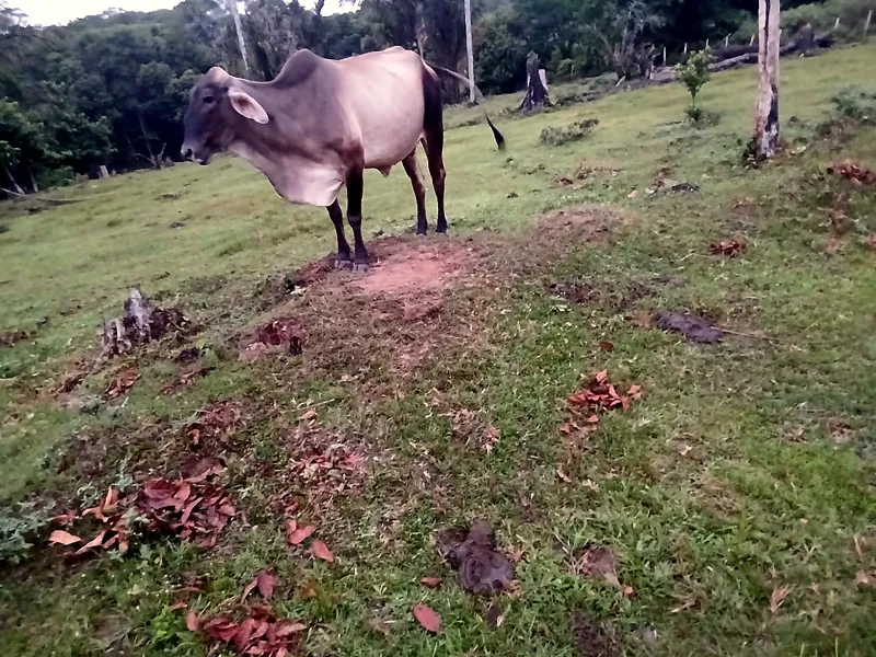 Zebu no pasto 4